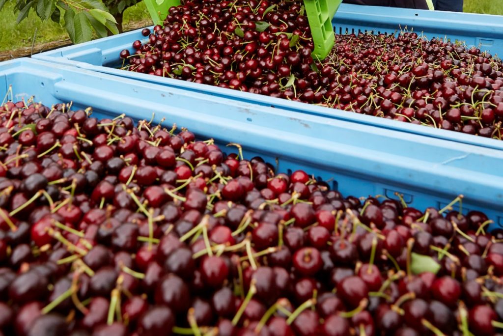Koala Cherries