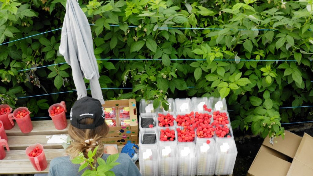 Berry Farms