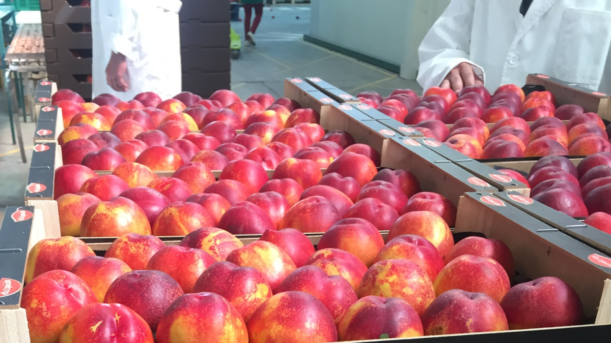 Quality control on nectarines