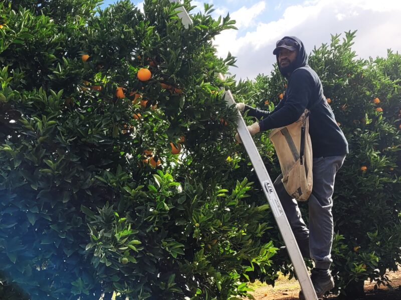 Picking oranges