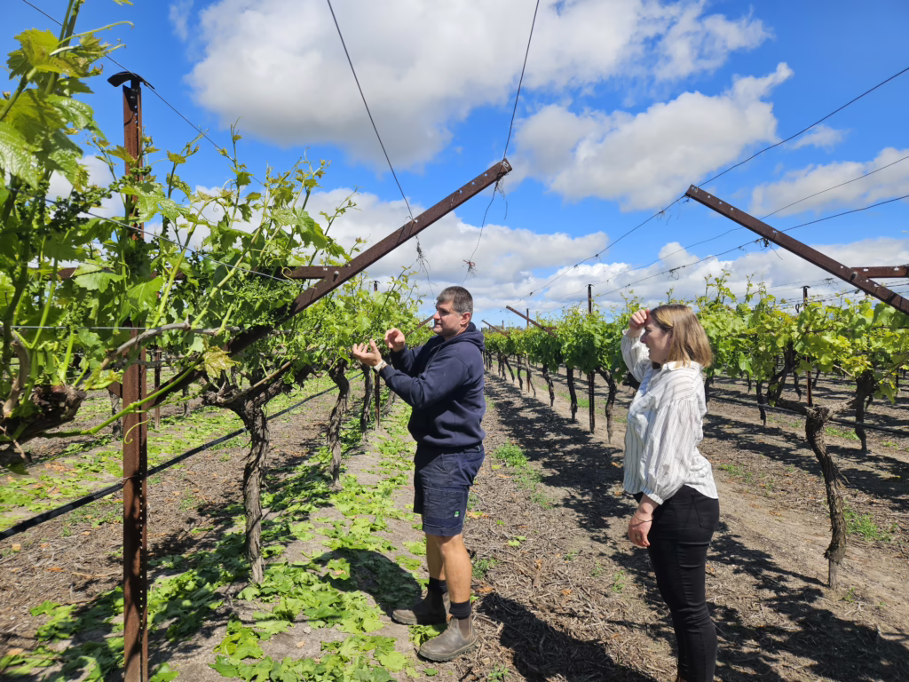 Growing grapes in WA