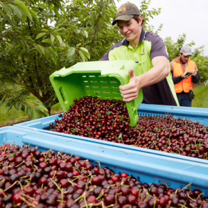 A worker decanting a lug of cherries into a bin at Koala Cherries