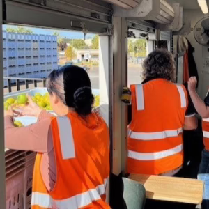 Workers doing quality control on oranges being packed