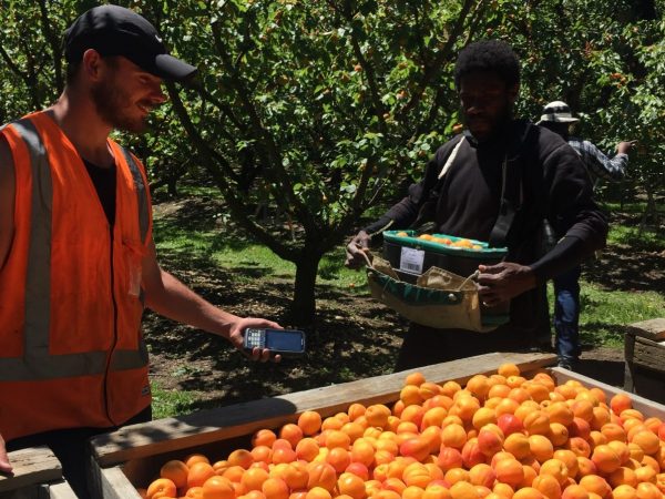 ABCgrower at Remarkable Orchards