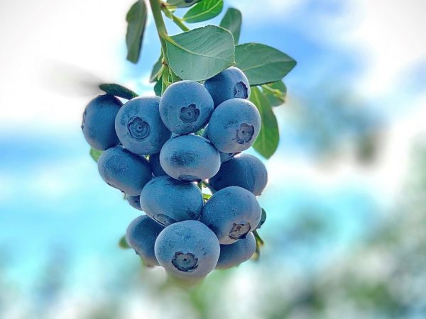 Blueberries on the bush